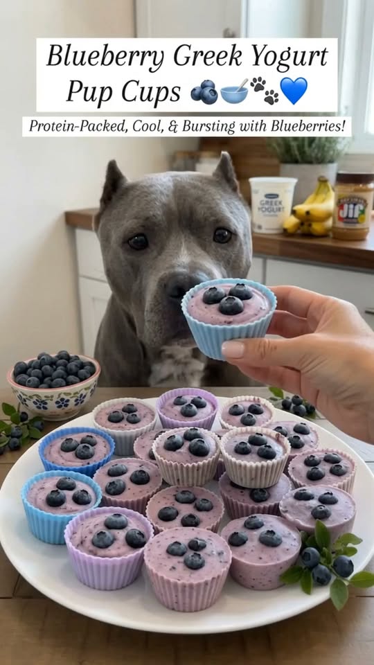 Blueberry Greek Yogurt Pup Cups